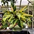 Maranta ou Calathea Yellow Fusion - Pote 17 - Imagem 3