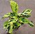 Maranta ou Calathea Yellow Fusion - Pote 17 - Imagem 2