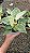 FILODENDRO VARIEGATA BIRKIN (Philodendron 'Birkin') - Pote 12 - Imagem 4