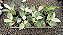 FILODENDRO VARIEGATA BIRKIN (Philodendron 'Birkin') - Pote 12 - Imagem 5