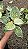 FILODENDRO VARIEGATA BIRKIN (Philodendron 'Birkin') - Pote 12 - Imagem 3