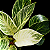 FILODENDRO VARIEGATA BIRKIN (Philodendron 'Birkin') - Pote 12 - Imagem 1