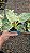 FILODENDRO VARIEGATA BIRKIN (Philodendron 'Birkin') - Pote 12 - Imagem 2