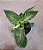 Philodendron 'Birkin' - Pote 12 - Imagem 1