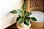 Philodendron 'Birkin' - Pote 12 - Imagem 2