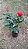 ROSA CORES (Rosa Grandiflora) - Imagem 5