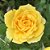 ROSA AMARELA (Rosa Grandiflora) - Imagem 1