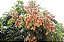 Longana (Dimocarpus longan) – Até 60 cm - Imagem 1