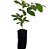 Longana (Dimocarpus longan) – Até 60 cm - Imagem 4