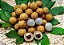 Longana (Dimocarpus longan) – Até 60 cm - Imagem 2