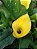 CALLA (Zantedeschia aethiopica) - Pote 15 - Imagem 2