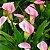 CALLA (Zantedeschia aethiopica) - Pote 15 - Imagem 3