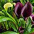 CALLA (Zantedeschia aethiopica) - Pote 15 - Imagem 7