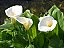 CALLA (Zantedeschia aethiopica) - Pote 15 - Imagem 5