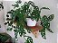 Monstera adansonii -  C21 - Imagem 4