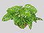 Monstera adansonii -  C21 - Imagem 2