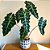Alocasia x amazonica - Imagem 1