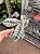 Alocasia 'Silver Dragon' - Pote 12 - Imagem 4