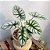 Alocasia baginda 'Silver Dragon' - Imagem 3