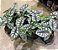 Alocasia baginda 'Silver Dragon' - Imagem 2