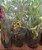 CARNÍVORA NEPENTES ou JARRO (Nepenthes graciliflora) - Pote 11 - Imagem 3