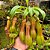CARNÍVORA NEPENTES ou JARRO (Nepenthes graciliflora) - Pote 11 - Imagem 1