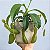Planta Carnívora Nepenthes graciliflora - Pote 1 - Imagem 3