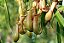 Planta Carnívora Nepenthes graciliflora - Pote 1 - Imagem 1