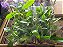 Planta Carnívora Nepenthes graciliflora - Pote 1 - Imagem 2
