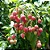 LICHIA (Litchi chinensis) - Imagem 1