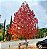 LIQUIDÂMBAR (Liquidambar styraciflua) - Muda com até 1,20m - Imagem 4