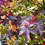 LIQUIDÂMBAR (Liquidambar styraciflua) - Muda com até 1,20m - Imagem 9