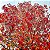LIQUIDÂMBAR (Liquidambar styraciflua) - Muda com até 1,20m - Imagem 10