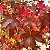 LIQUIDÂMBAR (Liquidambar styraciflua) - Muda com até 1,20m - Imagem 1