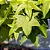 Liquidâmbar (Liquidambar styraciflua) - Imagem 3