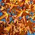 Liquidâmbar (Liquidambar styraciflua) - Imagem 1