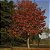 Liquidâmbar (Liquidambar styraciflua) - Imagem 4
