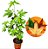 Liquidâmbar (Liquidambar styraciflua) - Imagem 2