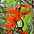 Jade Vermelha (Mucuna bennetti) – Até 1 metro - Imagem 1
