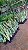 ESPADA DE SANTA BÁRBARA (Sansevieria trifasciata 'Laurentii') - Muda com até 80 cm - Imagem 3