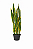 Espada de Santa Bárbara (Sansevieria trifasciata 'Laurentii') - Imagem 2