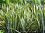 Espada de Santa Bárbara (Sansevieria trifasciata 'Laurentii') - Imagem 1
