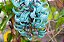 Jade Azul (Strongylodon macrobotrys) - Até 1 metro - Imagem 4