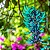 Jade Azul (Strongylodon macrobotrys) - Até 1 metro - Imagem 1