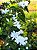 Jasmim Neve (Jasminum multiflorum) - Até 1 metro - Imagem 1