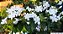 Jasmim Neve (Jasminum multiflorum) - Até 1 metro - Imagem 3