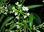 DAMA DA NOITE (Cestrum nocturnum) - Muda com até 1 metro - Imagem 3