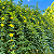 JASMIM AMARELO (Jasminum mesnyi) - Imagem 2