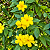 JASMIM AMARELO (Jasminum mesnyi) - Imagem 1