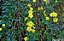 Jasmim Amarelo (Jasminum mesnyi) - Imagem 2